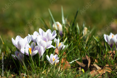 crocuses - first spring flowers © Tomtsya