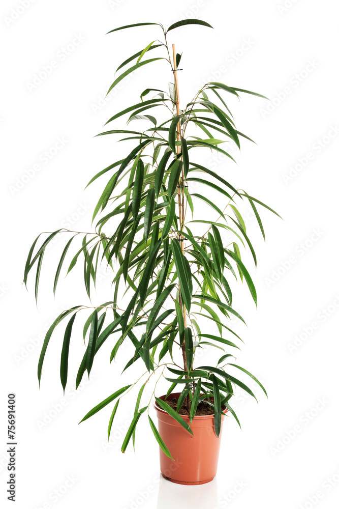 Photo of dracaena in a pot Photo of dracaena in a pot