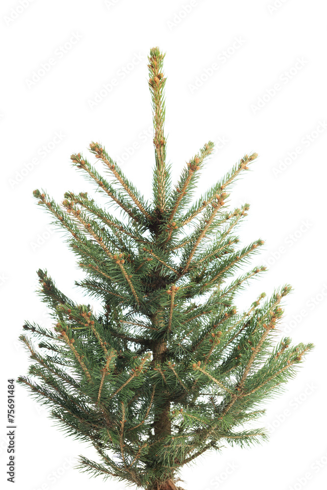 Small, real undecorated bare Christmas tree