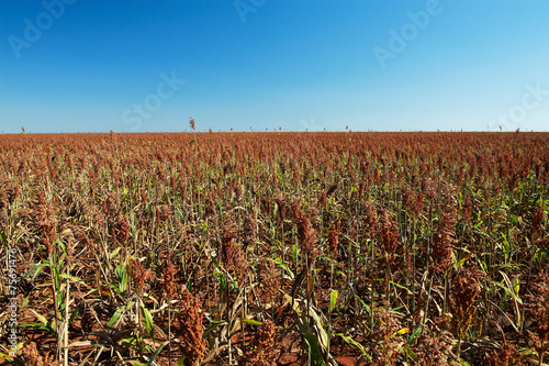 Feld mit Mohrenhirse, Sorghum bicolor, Mato Grosso, Brasilien