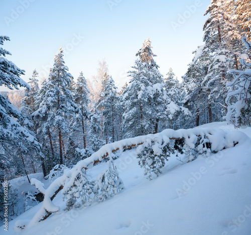 Snowy forest at winter © Juhku