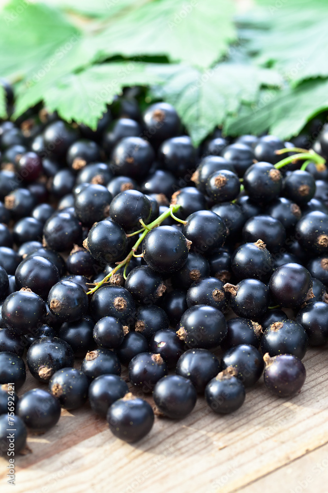 black currant black currant