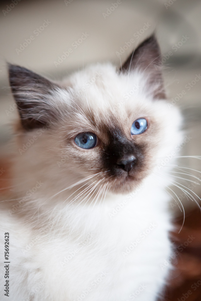 Sacred birman kitty