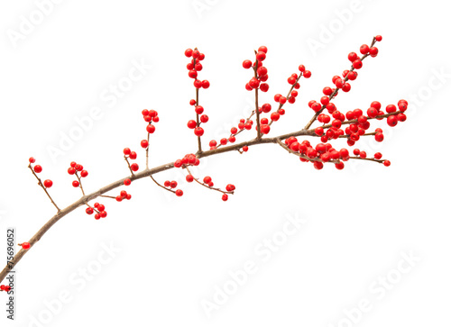 Ilex verticillata