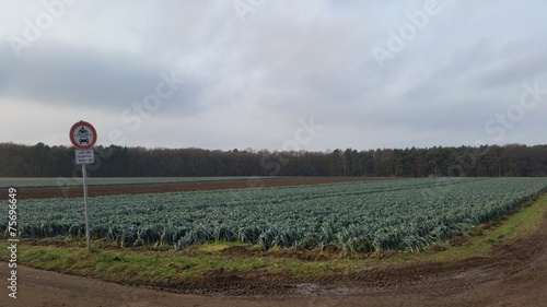 Lauch Feld bei der ernte