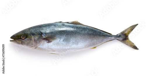 Raw tuna fish
