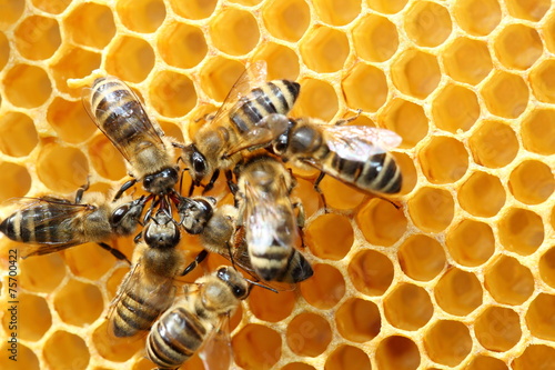 mehrere Honigsammler