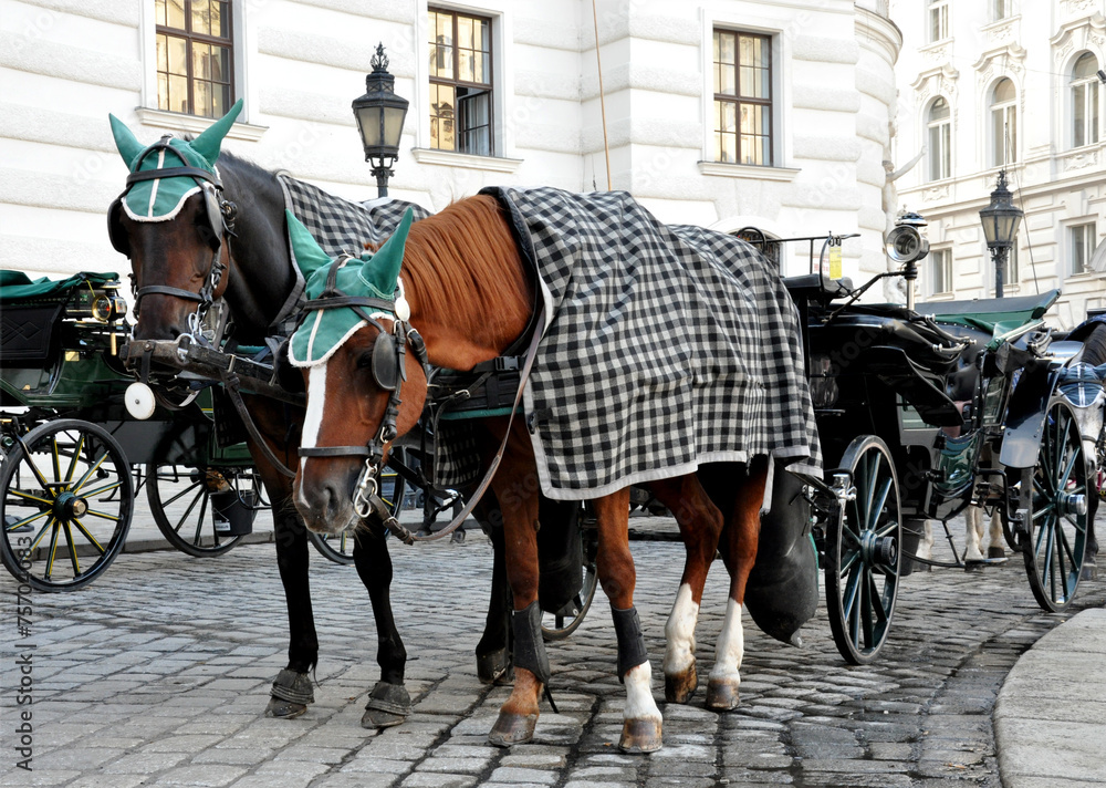 Horse-drawn carriages in Vienna, Austria, Europe Horse-drawn carriages in Vienna, Austria, Europe