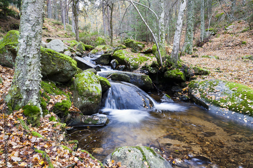 Arroyo del Sestil en el abedular de Canencia