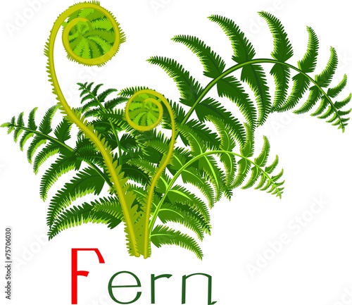 Green fern with title