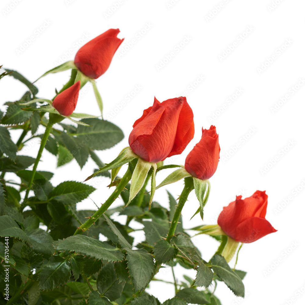 Flowers red rose isolated on a white background Flowers red rose isolated on a white background