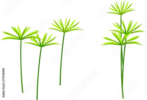 Umbrella palm tree