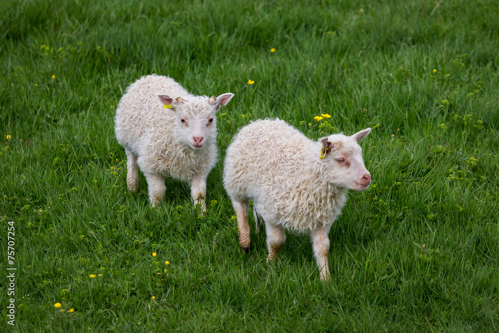 Obraz premium Newborn Lambs