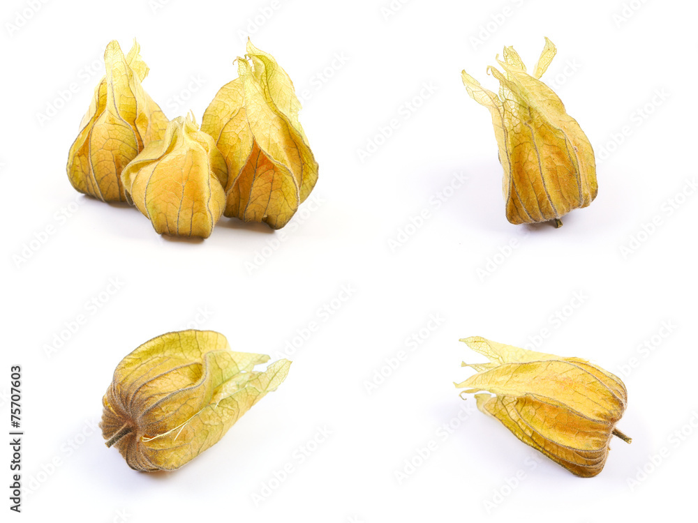 Set of Physalis heap isolated on white Set of Physalis heap isolated on white