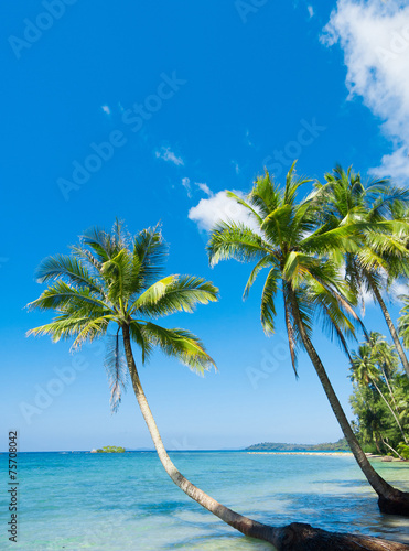 Palm Panorama Coconut Coast