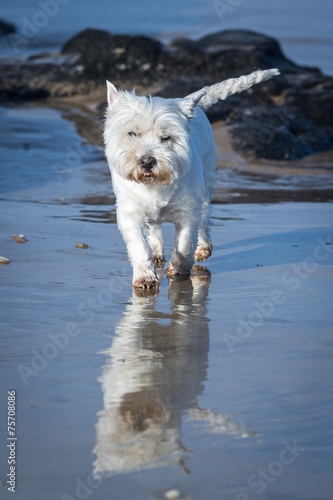 West Highland Terrier © dazb75