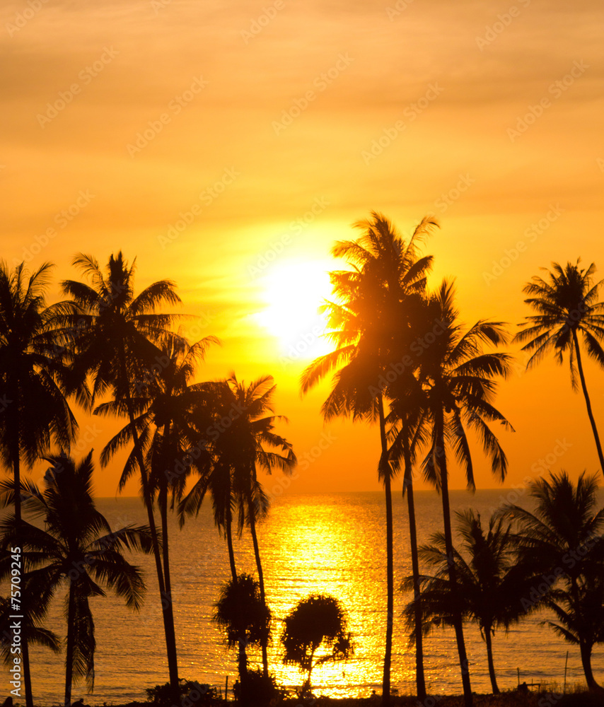 Tree Silhouettes Palm Paradise
