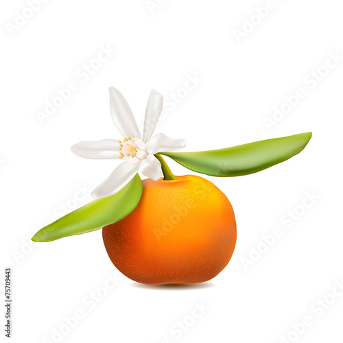 Fresh tangerine fruit with green leaves and flower. Photo-realis