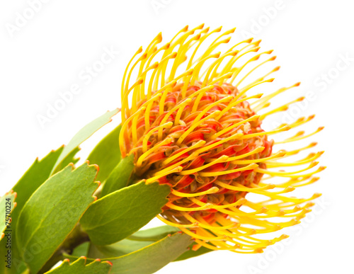 orange protea flower photo