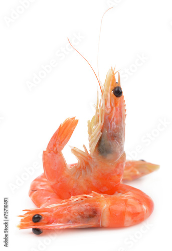 some shrimps
