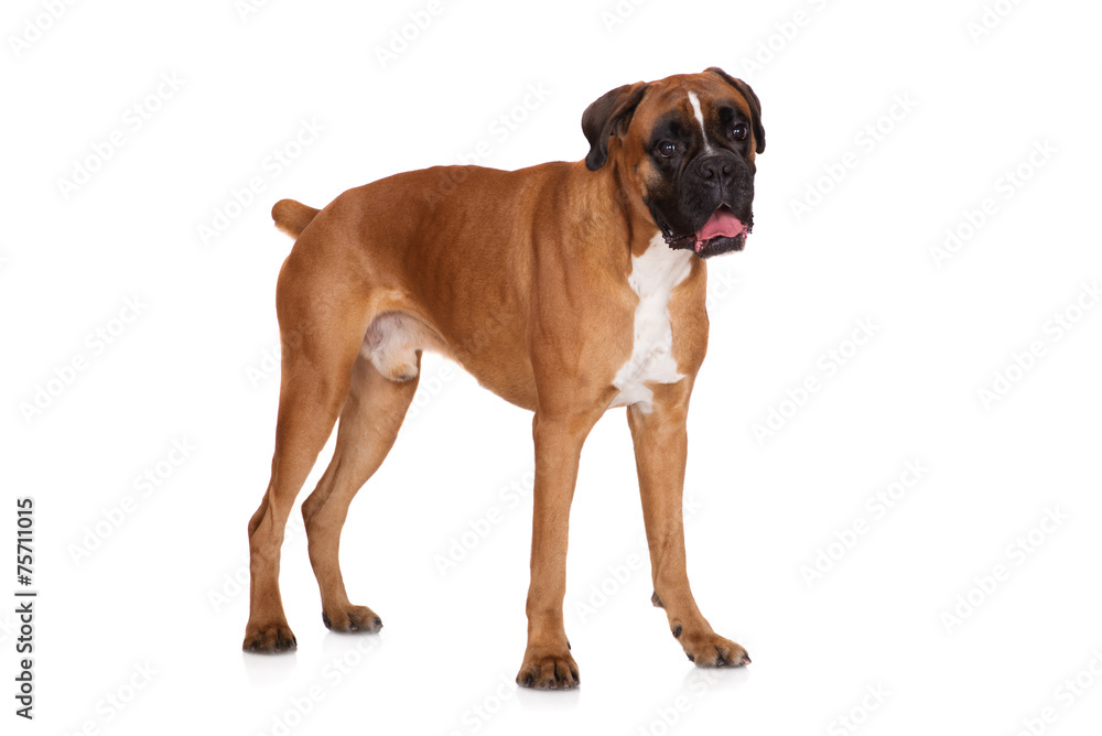 red german boxer dog standing on white