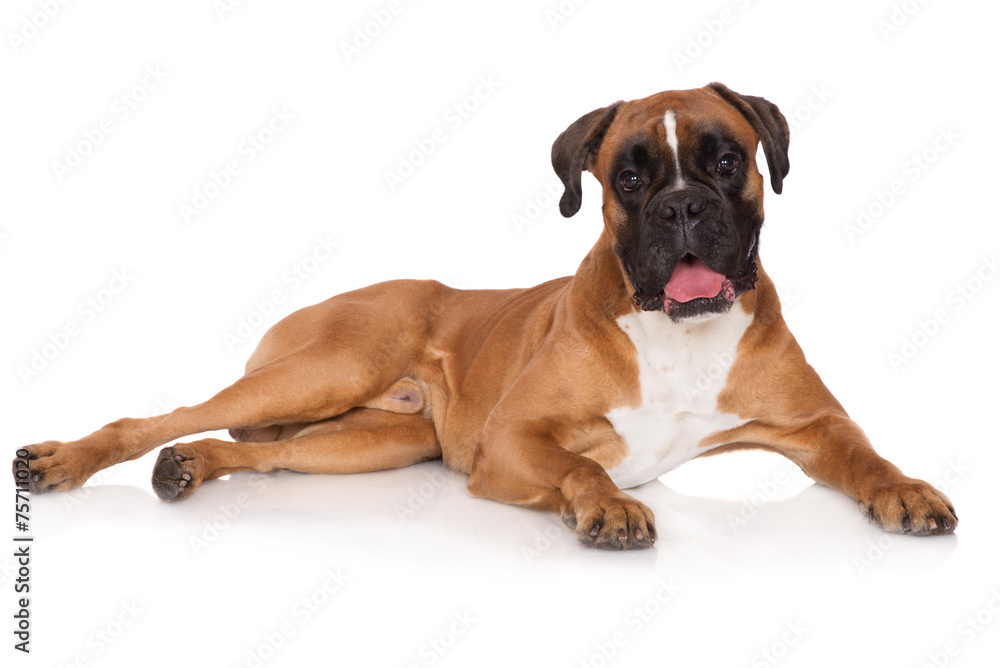 red german boxer dog lying down red german boxer dog lying down