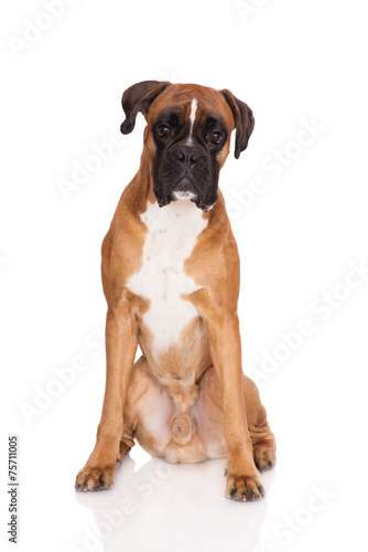 german boxer dog on white