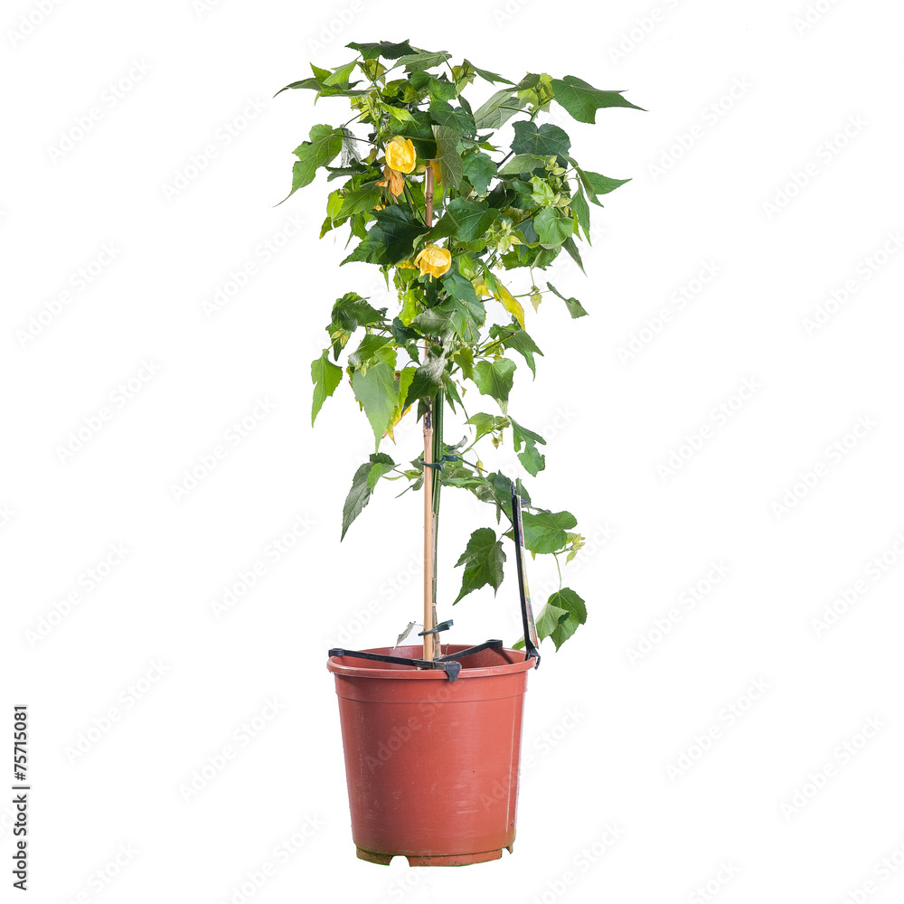 Abutilon blooming on a white background in a pot in full size Abutilon blooming on a white background in a pot in full size