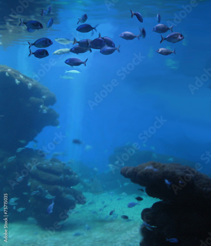 Aquarium with school of fish