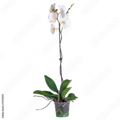Fototapeta Naklejka Na Ścianę i Meble -  The white Orchid on a white background in full length in the pot
