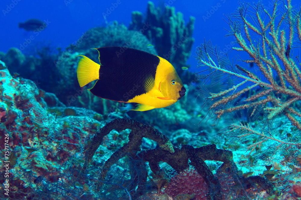 Angel fish Angel fish