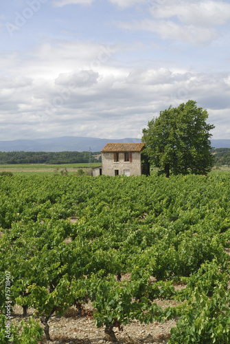 Vineyards in Languedoc-Roussillon (France) at summer