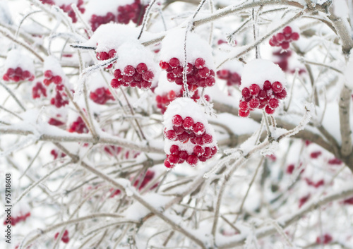 red berries covered with snow