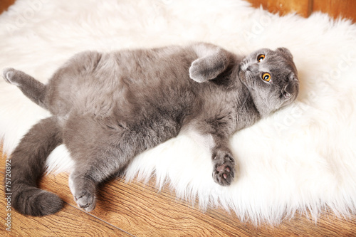 British short hair cat lying photo