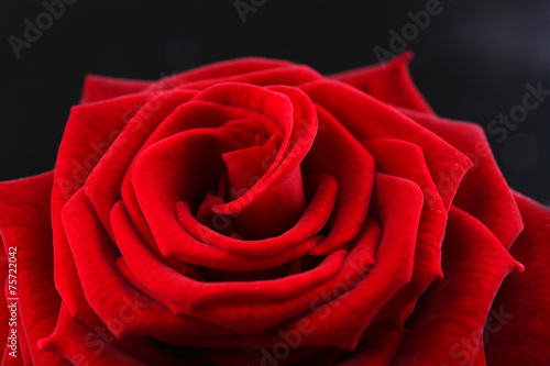 Fototapeta Naklejka Na Ścianę i Meble -  Beautiful red rose close-up