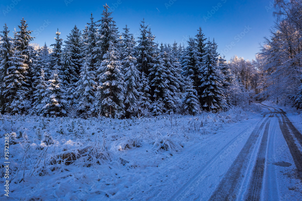 Fototapeta premium Winter snowy forest at sunset in winter