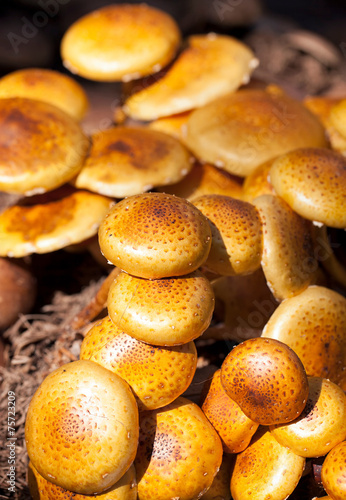 Zugitake Mushrooms in the farm