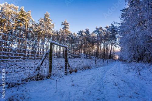 Path in a snowy forest in t...