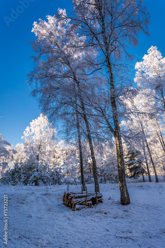 Frozen forest at sunrise in...