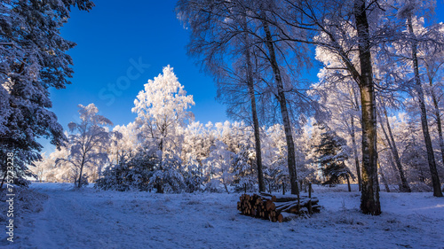 Frozen forest at dawn in wi...