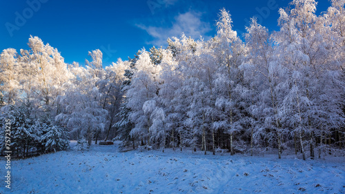Beautiful frosted forest in...