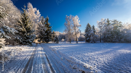 Frozen forest at dawn in wi...