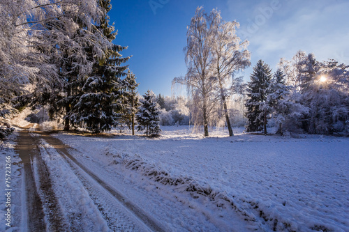 Frozen winter forest in bri...