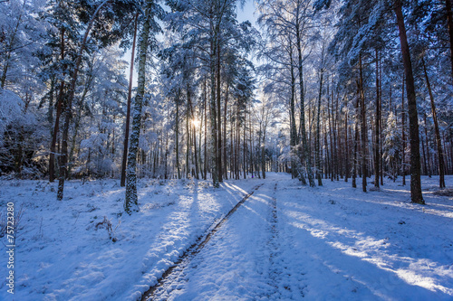 Winter snowy forest in the ...