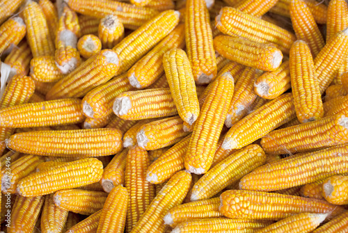 background of corn cobs, agricultural background