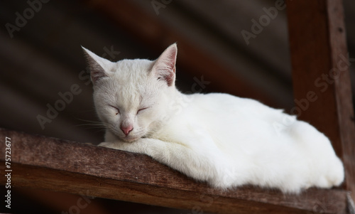 White cat © JJIMAGE