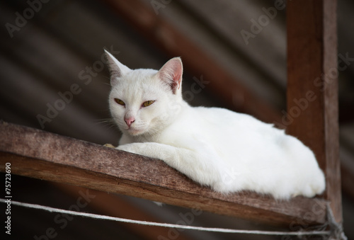 Fototapeta Naklejka Na Ścianę i Meble -  White cat portrait