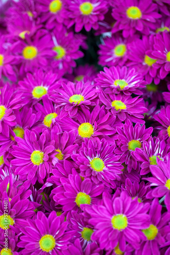 Fototapeta Naklejka Na Ścianę i Meble -  background of purple flowers