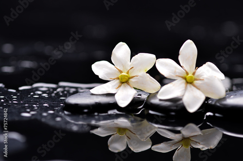Two gardenia flower on wet black pebbles