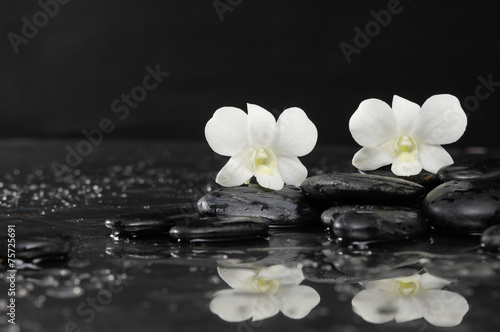 Two white orchid on wet stones    reflection